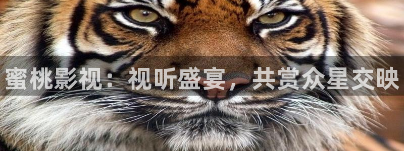 蓝莓网站免费：蜜桃影视：视听盛宴，共赏众星交映