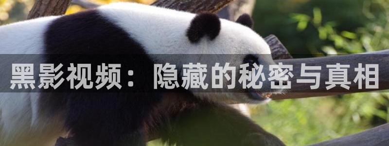 蓝莓视频2021最新版：黑影视频：隐藏的秘密与真相